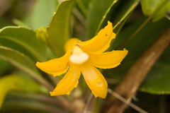Scaevola glabra
