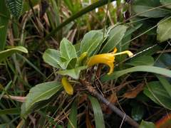 Scaevola glabra