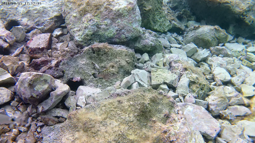 Kirnja (Epinephelus marginatus)