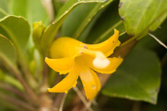 Scaevola glabra