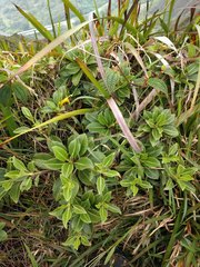 Scaevola glabra