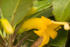 Scaevola glabra