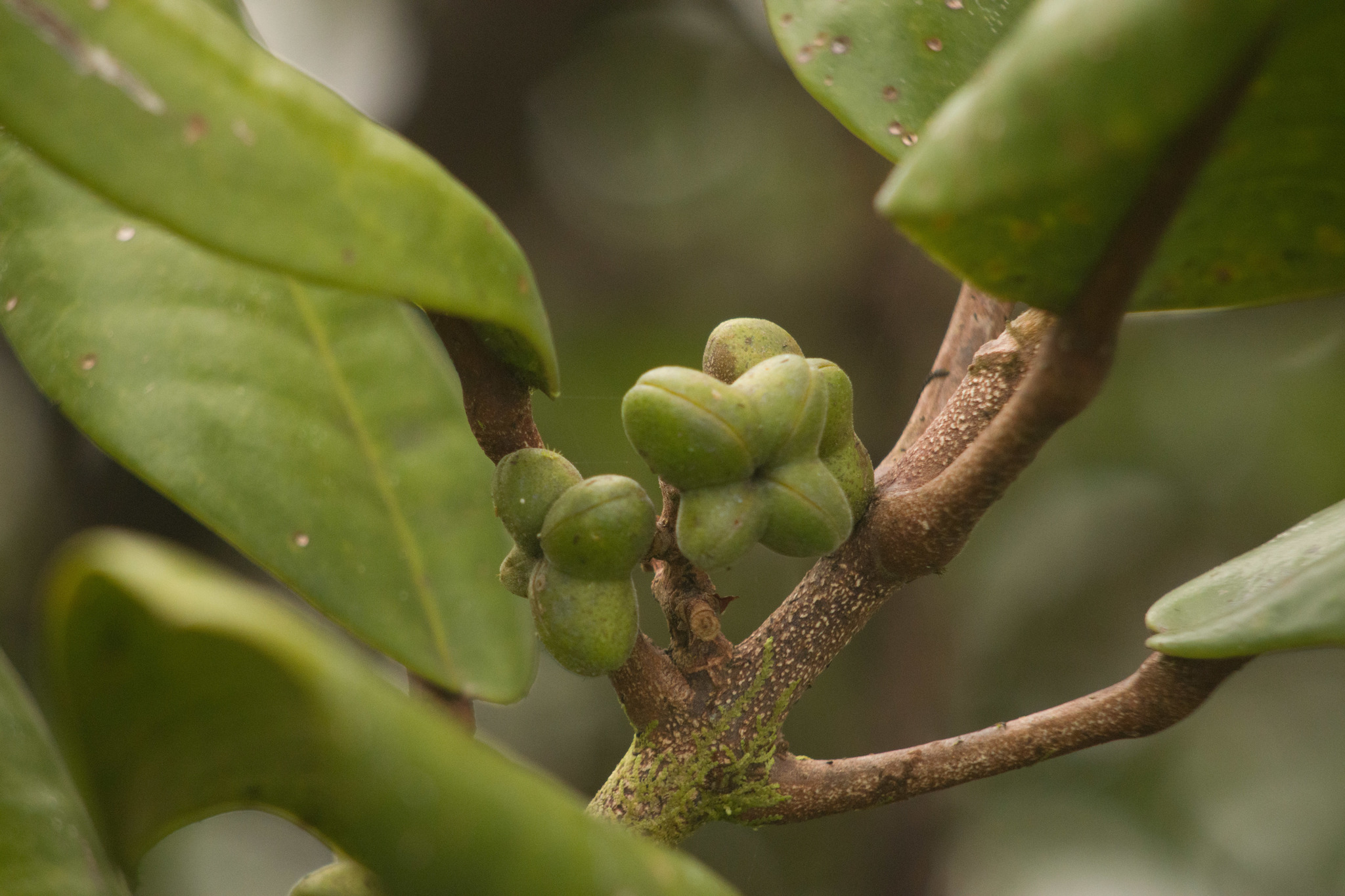 Melicope wawraeana