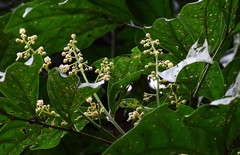 Toechima erythrocarpum