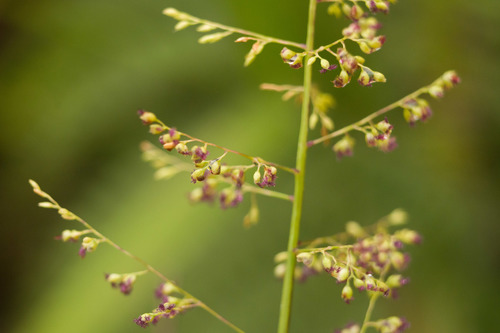 Isachne distichophylla