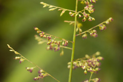 Isachne distichophylla