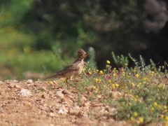 Galerida magnirostris magnirostris