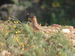 Galerida magnirostris magnirostris