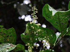 Toechima erythrocarpum
