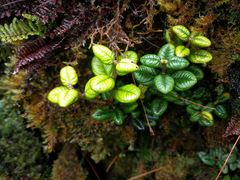Metrosideros rugosa