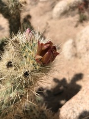 Cylindropuntia wolfii