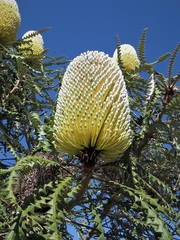 Banksia speciosa