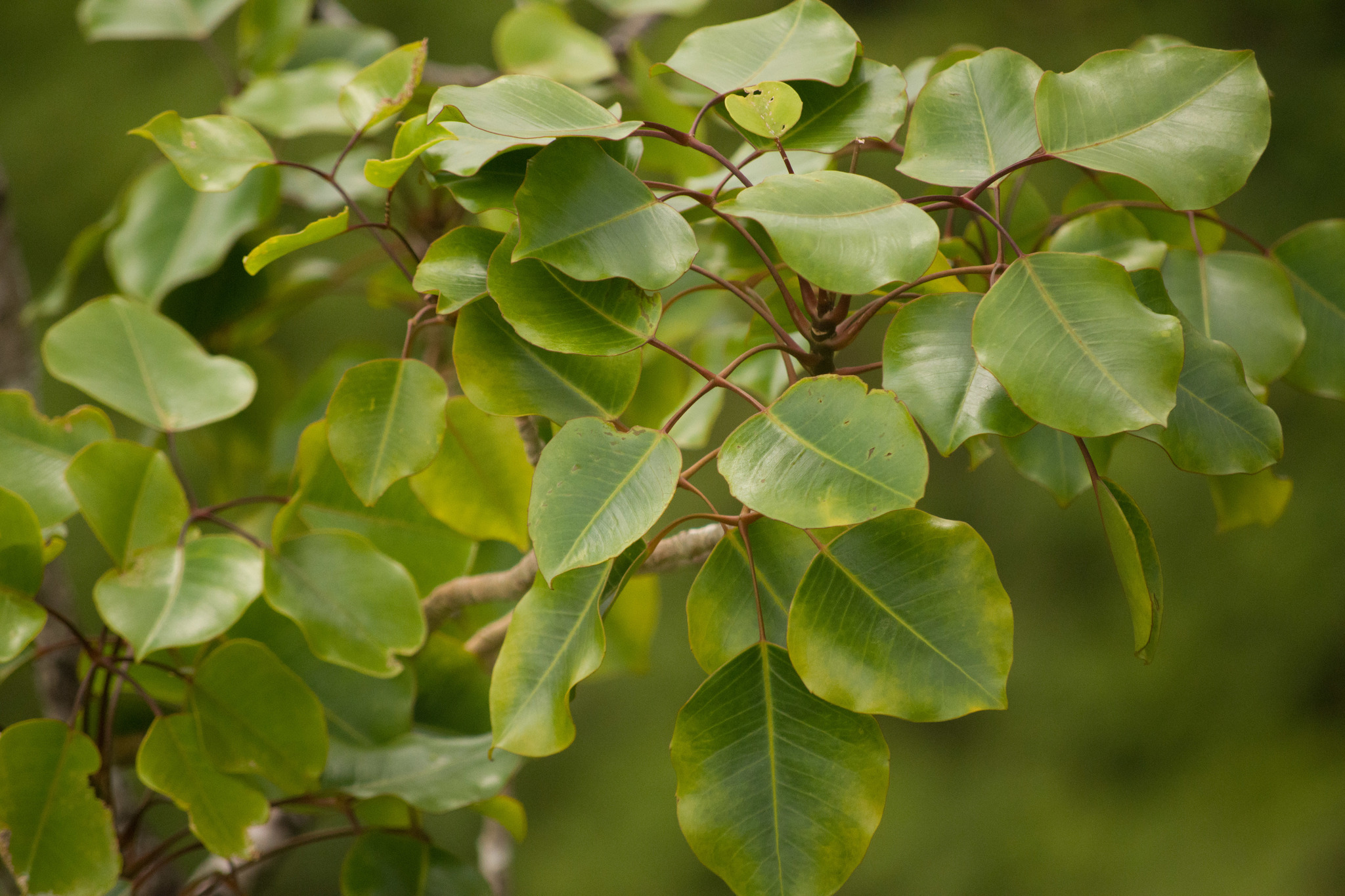 Cheirodendron trigynum