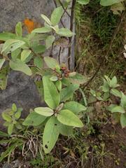 Pluchea carolinensis