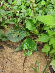 Plantago asiatica