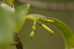 Bobea elatior