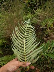 Cibotium glaucum