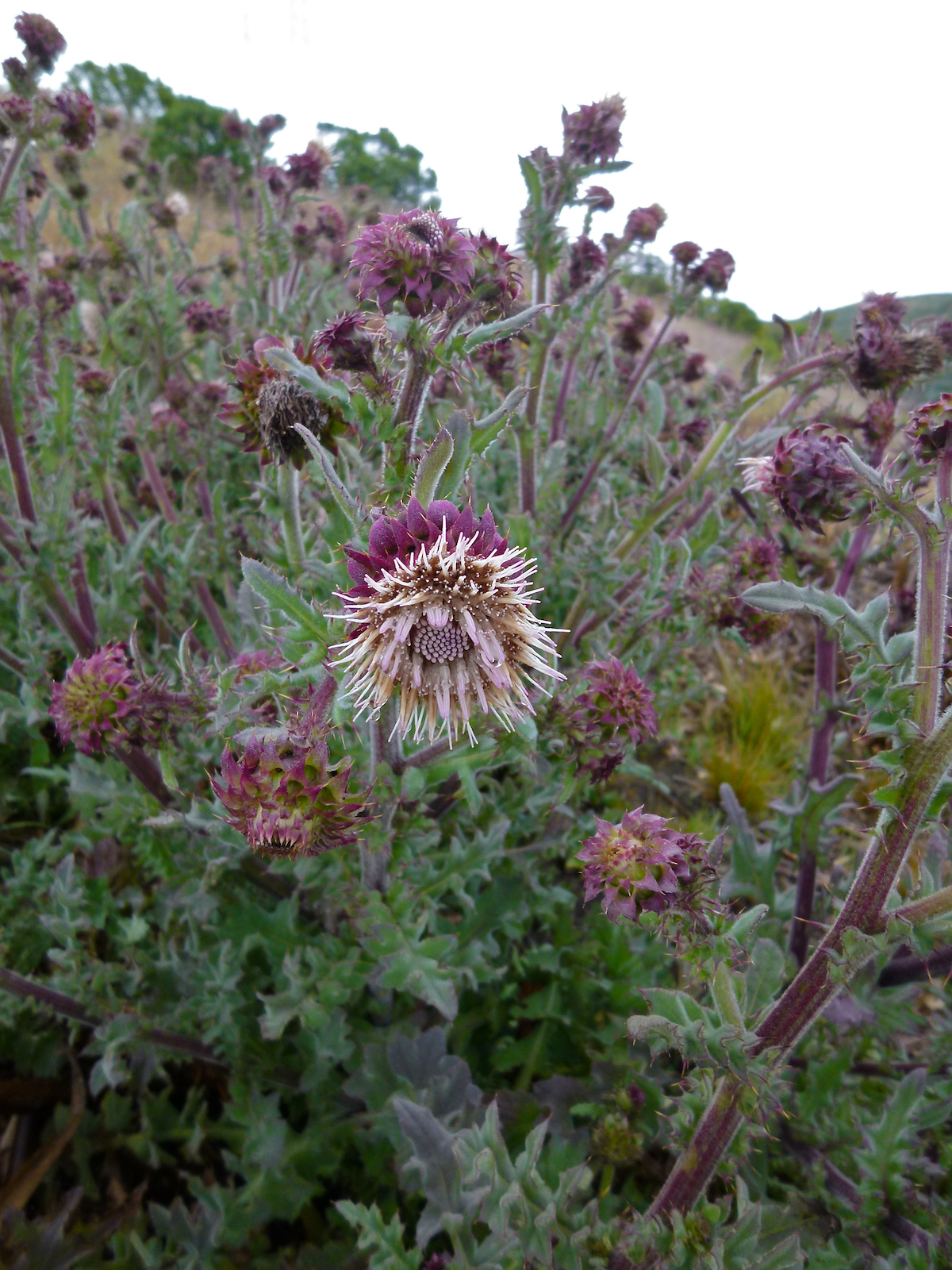 Cirsium fontinale