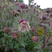 Fountain Thistle - Photo (c) randomtruth, some rights reserved (CC BY-NC-SA)