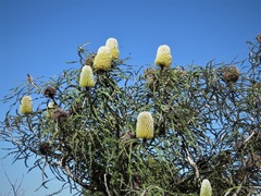 Banksia speciosa
