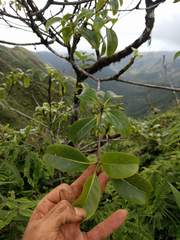 Bobea elatior