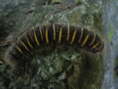 Pyrrhopygini