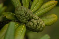 Pittosporum glabrum