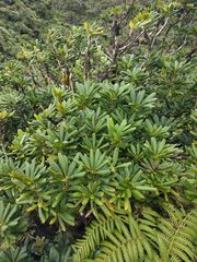 Pittosporum glabrum