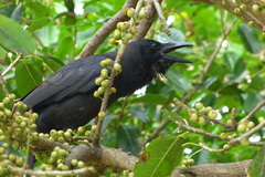 Corvus macrorhynchos osai