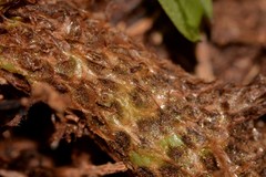Microsorum pustulatum howense