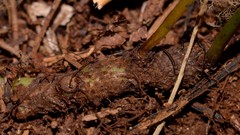 Microsorum pustulatum howense
