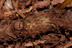 Microsorum pustulatum howense