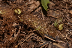 Microsorum pustulatum howense