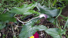 Arisarum proboscideum