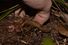 Microsorum pustulatum howense