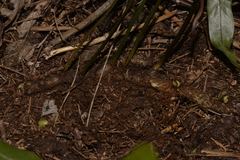 Microsorum pustulatum howense