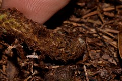 Microsorum pustulatum howense