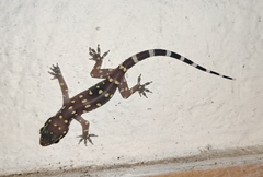 Hemidactylus prashadi