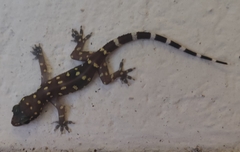 Hemidactylus prashadi