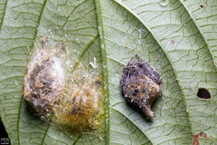 Eriovixia porcula