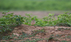 Mirafra erythroptera