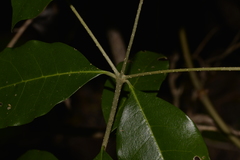 Olea paniculata