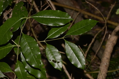 Olea paniculata