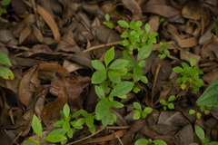 Metrosideros polymorpha