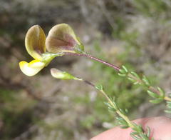Aspalathus biflora longicarpa