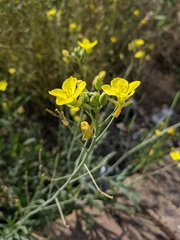 Diplotaxis tenuifolia