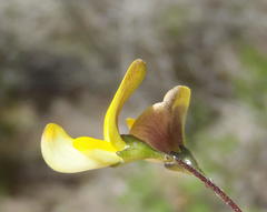 Aspalathus biflora longicarpa