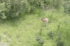 Giraffa camelopardalis antiquorum