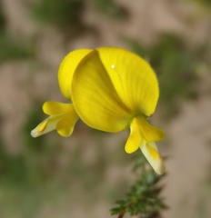 Aspalathus biflora longicarpa
