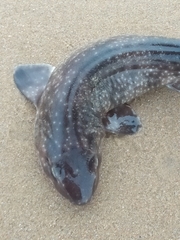 Asymbolus vincenti
